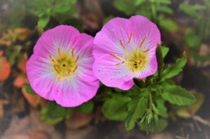 Texas Primrose are gorgeous, showy, wildflowers.