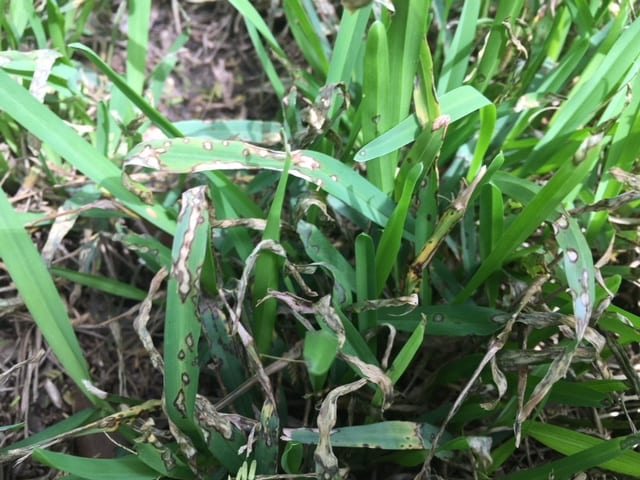 Close up picture of the lawn fungus gray leaf spot.