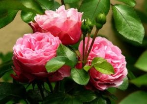 Follow expert advice for spring roses and you can be successful.