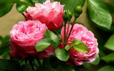 Spring Roses: Reminders for Success!