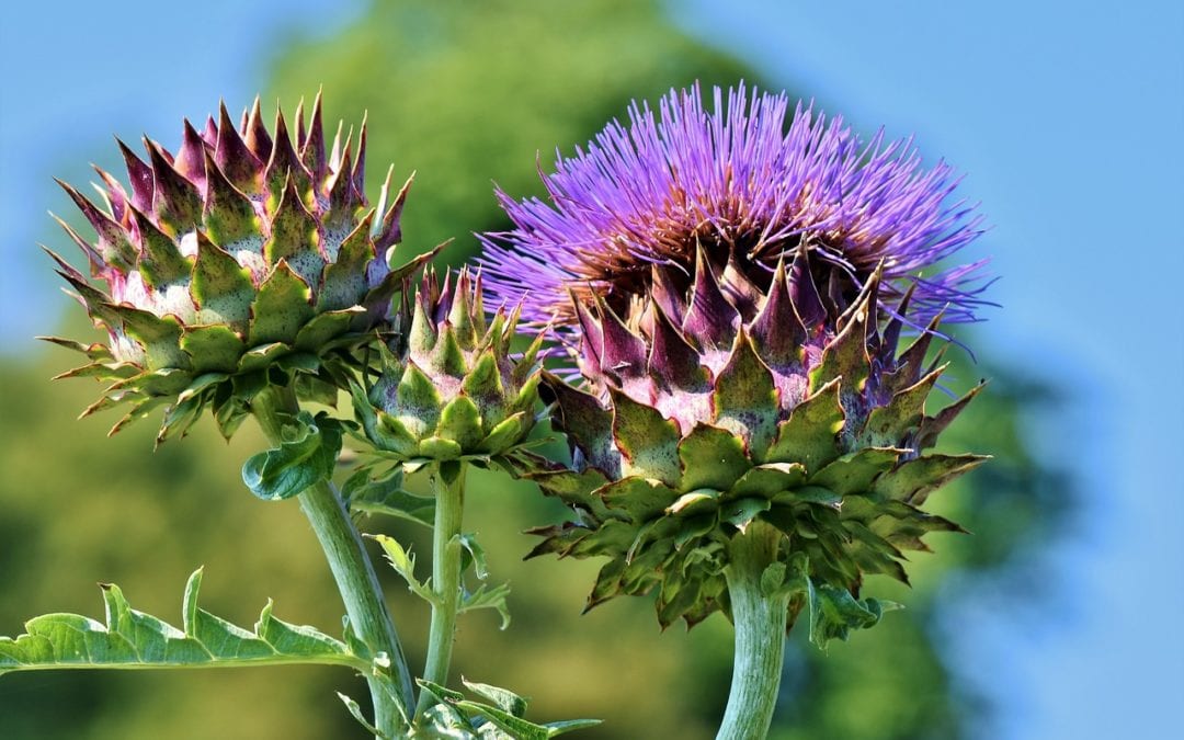 Artichokes have beautiful flowers and can be used as an edible or ornamental in the garden.