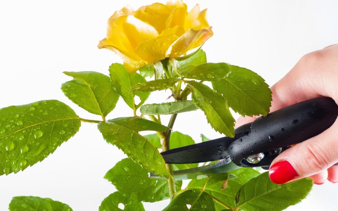 Pruning roses is essential for healthy growth.