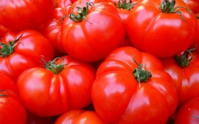 Tips for Growing Tomatoes in San Antonio, Texas