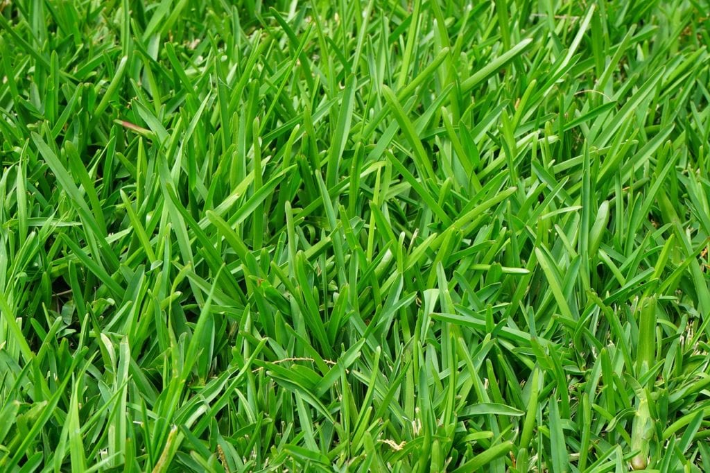 Picture of green grass from consistent lawn maintenance fertilization.
