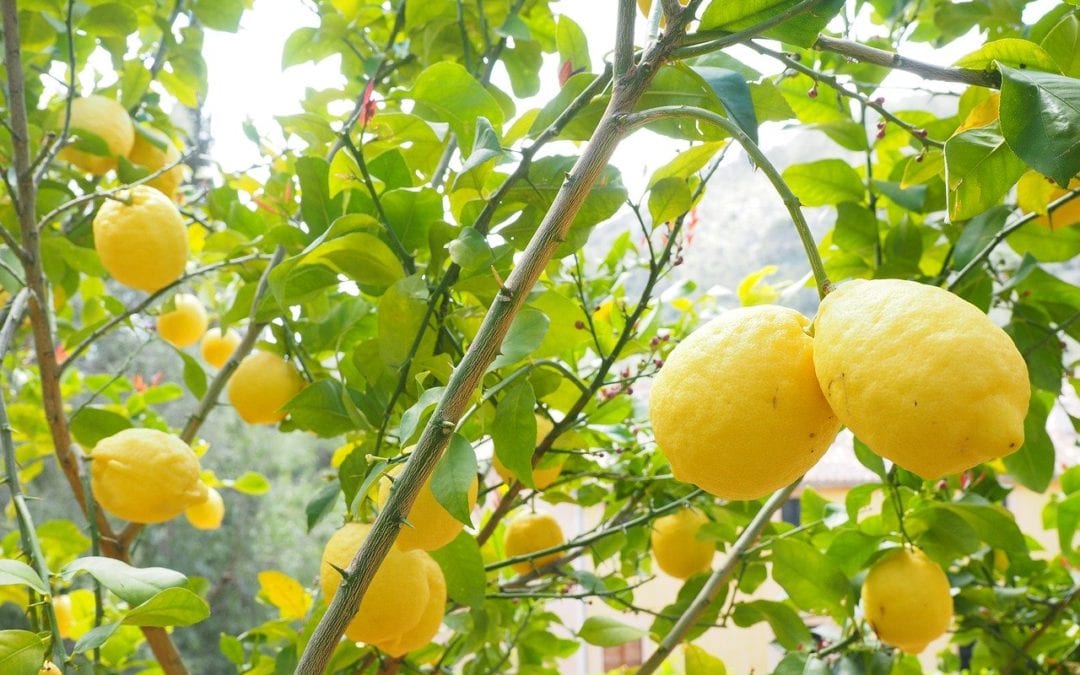 Citrus trees with a lot of lemons.