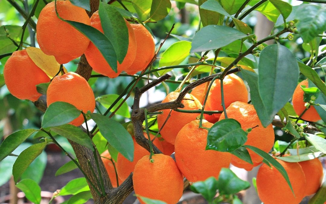 Could a Citrus Tree be what Your Landscape is Missing?