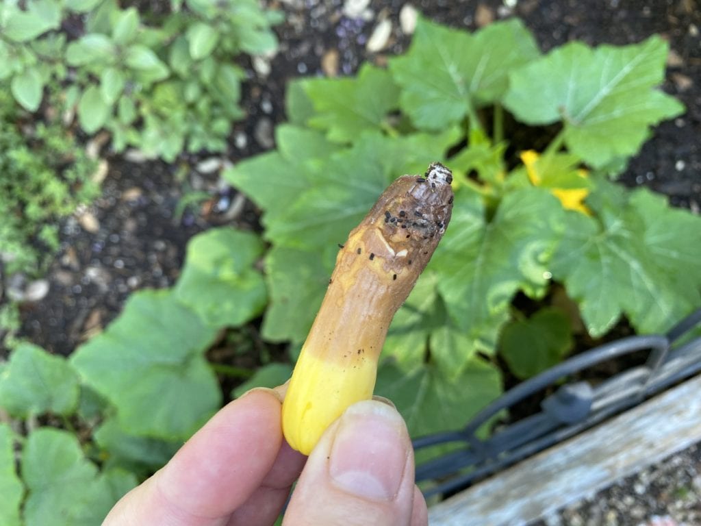 Young squash showing signs of blossom end rot.