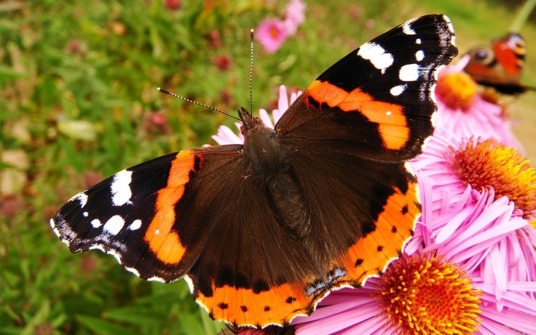 Gorgeous butterfly found while gardening.