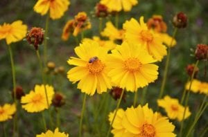 Wildflowers of coreopsis to attract lacewings.