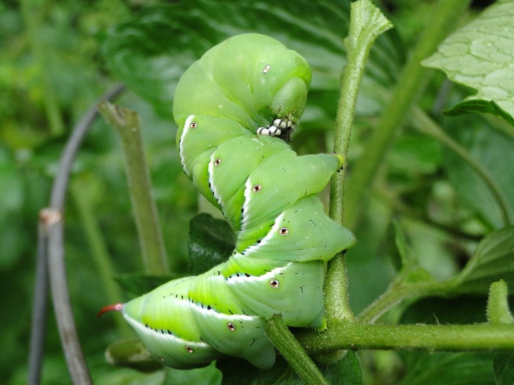 Garden pests like this tomato hornworm can destroy your vegetables.