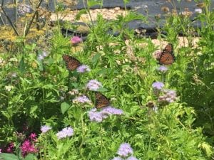 Gregg's Blue Mistflower is a great pollinator plant and butterfly attractor for San Antonio pollinator insects.