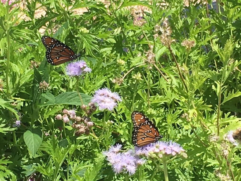 Butterflies on Gregg's Blue Mistflower.