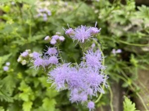 Up close picture of Gregg's Blue Mistflower in a San Antonio garden.