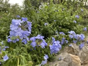 Plumbago close up in a San Antonio landscape.