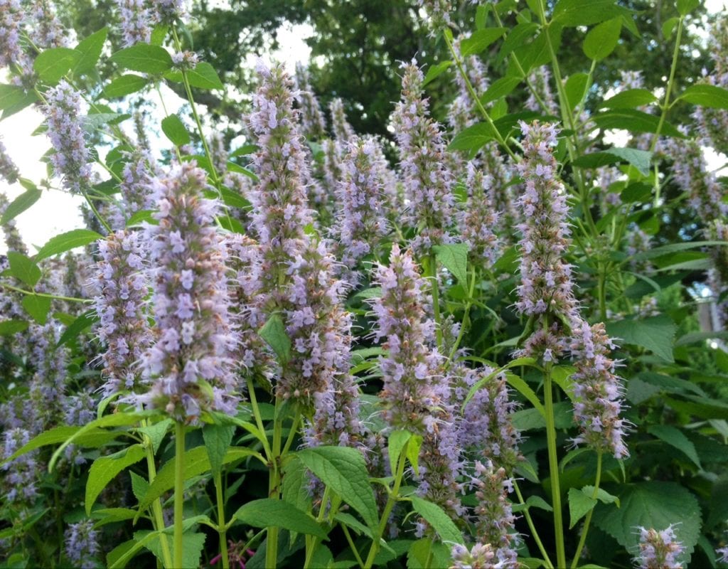 Agastache is a great pollinator attractor.