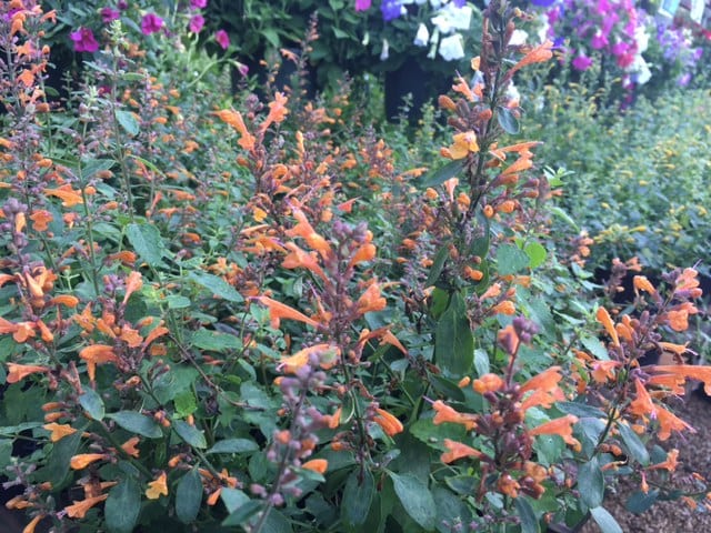 A picture of orange agastache.