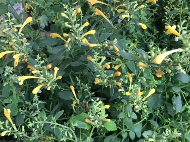 A picture of yellow agastache.