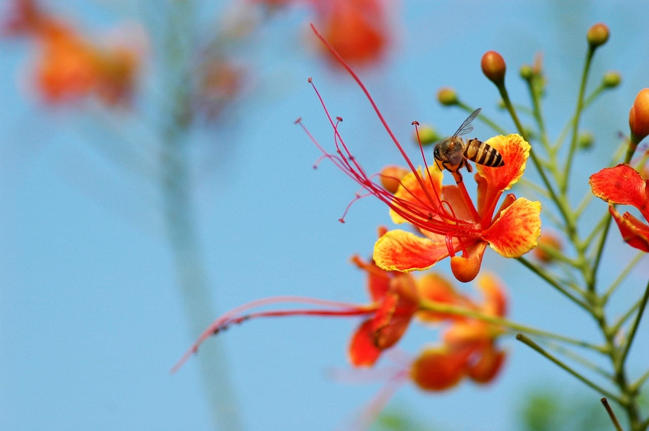 Bee on a Pride of Barbados in a San Antonio landscape. 