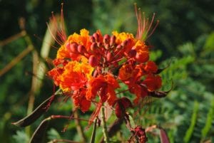 A close up of a Pride of Barbados in a San Antonio landscape.