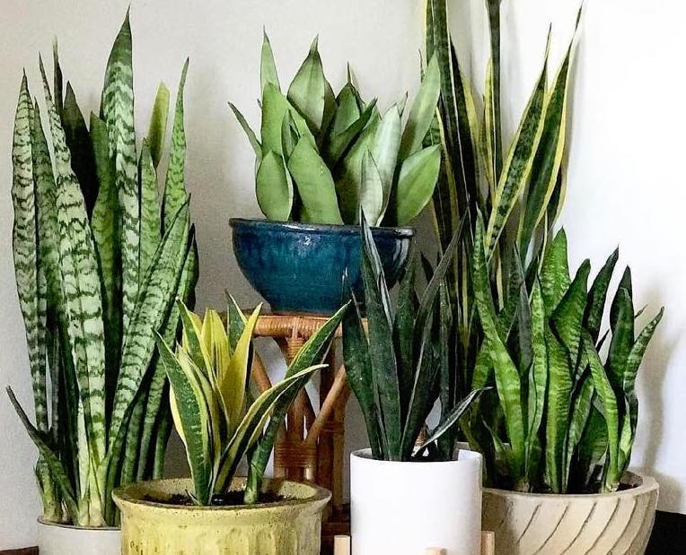 Sansevieria are amazing air purifying houseplants.