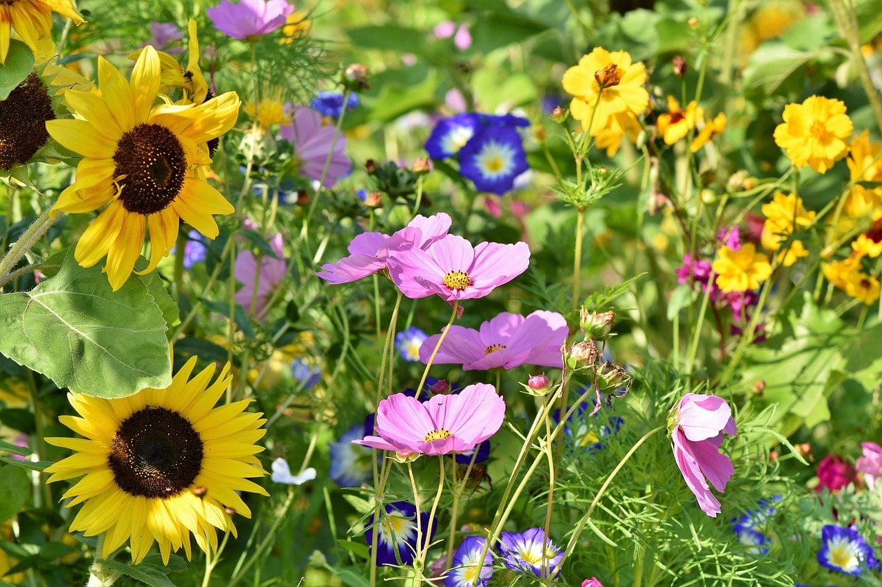 flower-meadow-3598555_1280