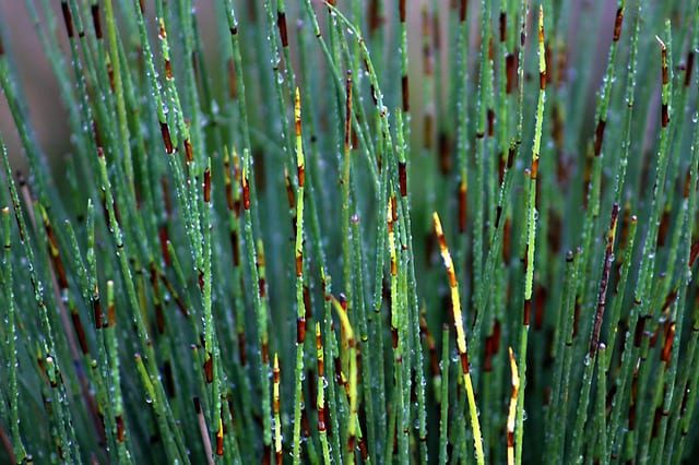 Horsetail reed is one of San Antonio native plants that enjoys moist areas.