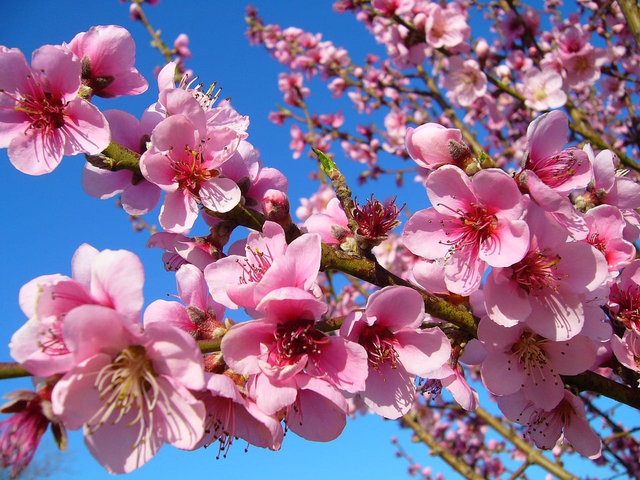 Fruit trees requires specific chill hours in order to produce buds, flowers, and fruit.