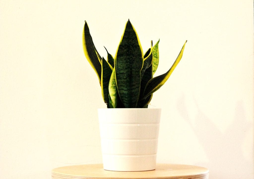 Sansevieria are amazing air purifying houseplants.