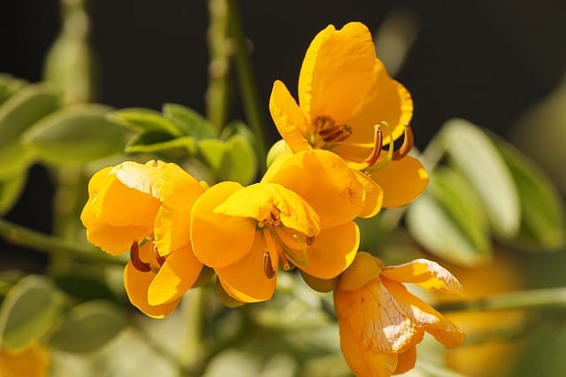 Native plants like senna are gorgeous in San Antonio landscapes