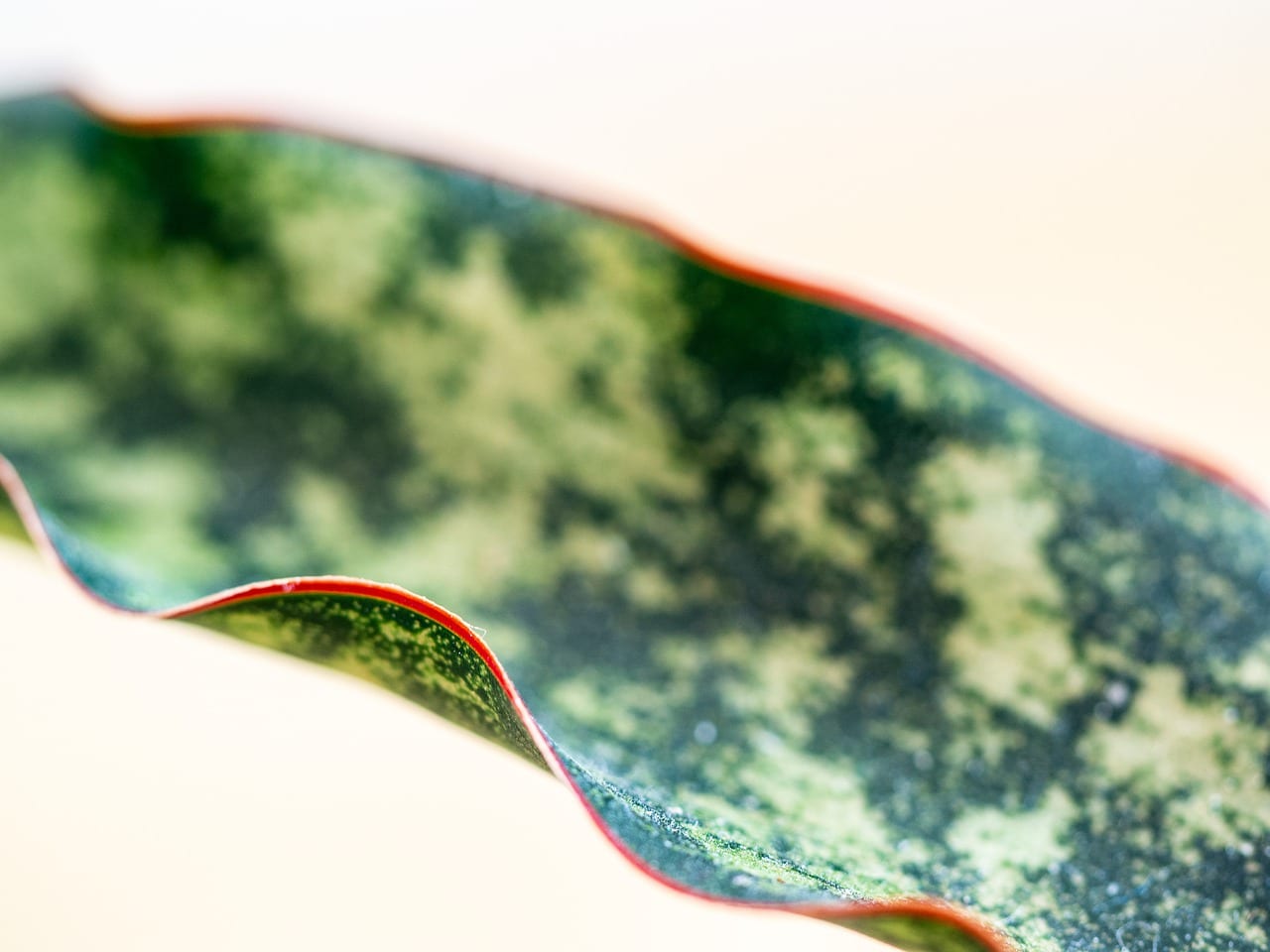 Sansevieria are amazing air purifying houseplants.