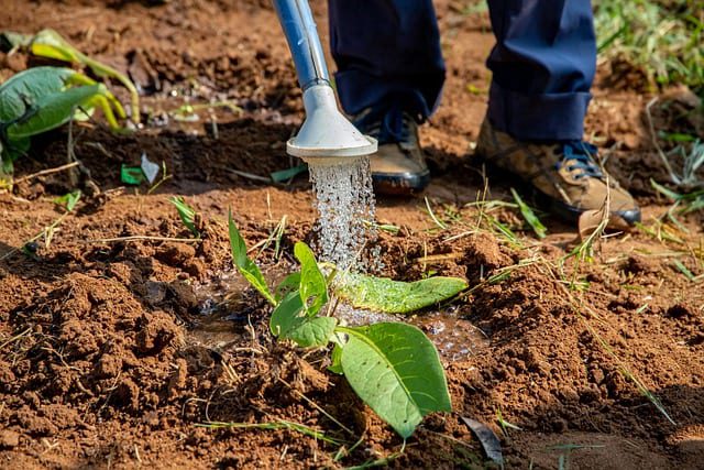 water-fall-vegetable-garden Water your fall vegetable transplants thoroughly to get established.