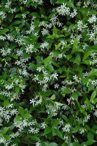 Vines like Confederate Jasmine are favorites for San Antonio.