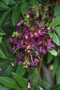 Vines like evergreen wisteria are favorites in San Antonio.