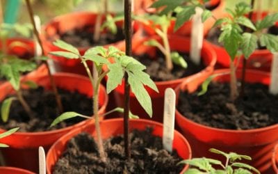 What You Need To Do To Grow Fall Tomatoes Successfully.