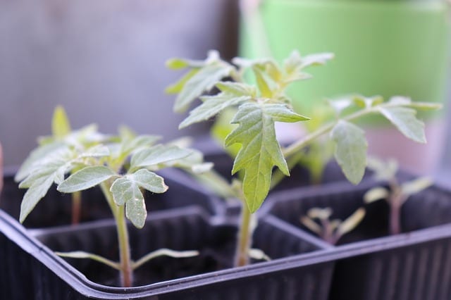 Seeds of tomato plants