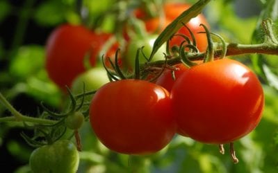 Tomatoes: Tomato Tips for San Antonio Gardens in March