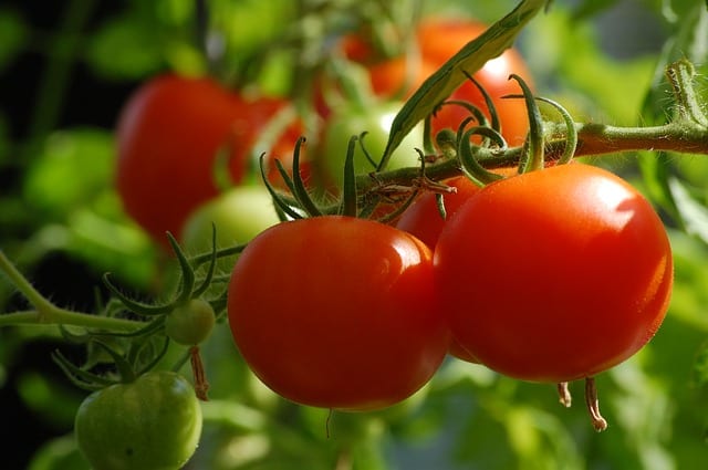 Tomatoes: Tomato Tips for San Antonio Gardens in March