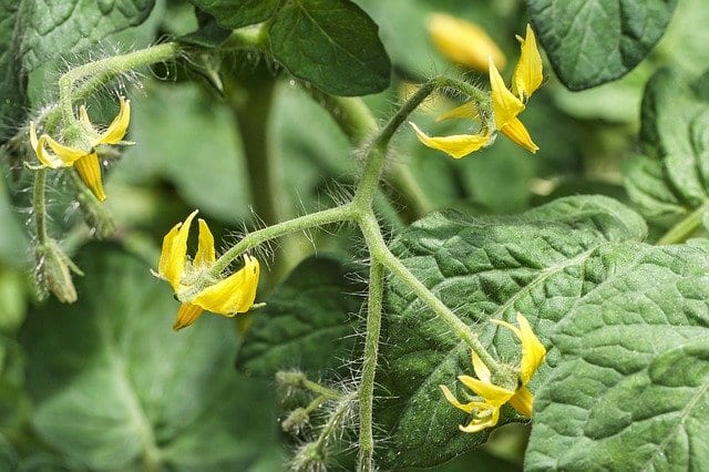 Fall tomatoes with yellow blooms for fruiting.