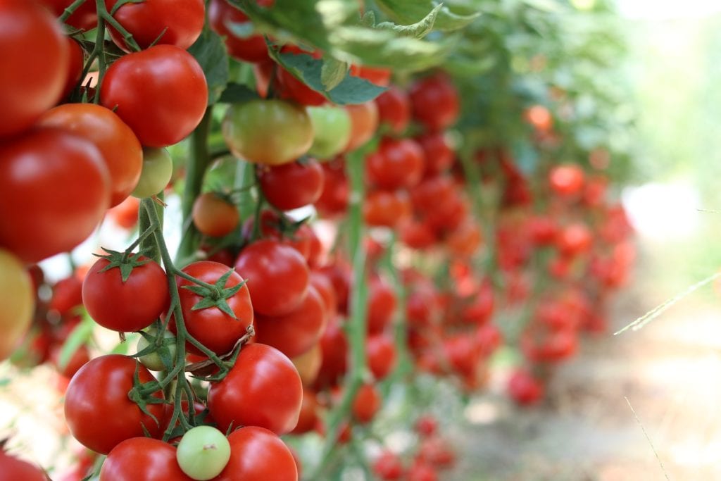 Tomatoes on the vine