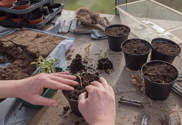 Fall tomatoes getting repotted to larger pots.