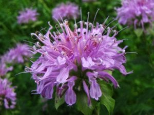 Wild Bergamot wildflowers in a wildflower meadow. 