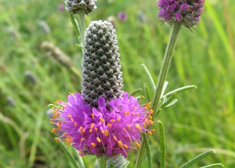 Purple Prairie Clover wildflowers in a wildflower field.