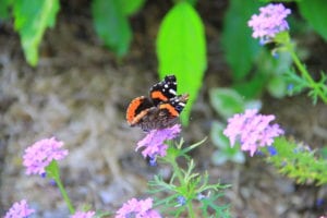 Prairie verbena wildflowers with butterfly getting nectar.