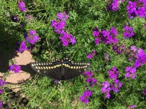 Mose verbena wildflowers with swallowtail butterfly.