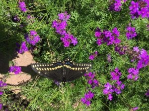 moss-verbena-wildflowers Mose verbena wildflowers with swallowtail butterfly.