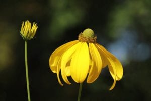 Grayhead coneflower wildflowers in a meadow.