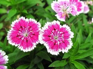 Dianthus are good transitional fall annuals for San Antonio.