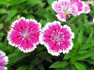 fall-annuals-dianthus Dianthus are good transitional fall annuals for San Antonio.