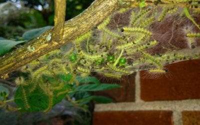 Fall Webworms: Pest Control and Prevention