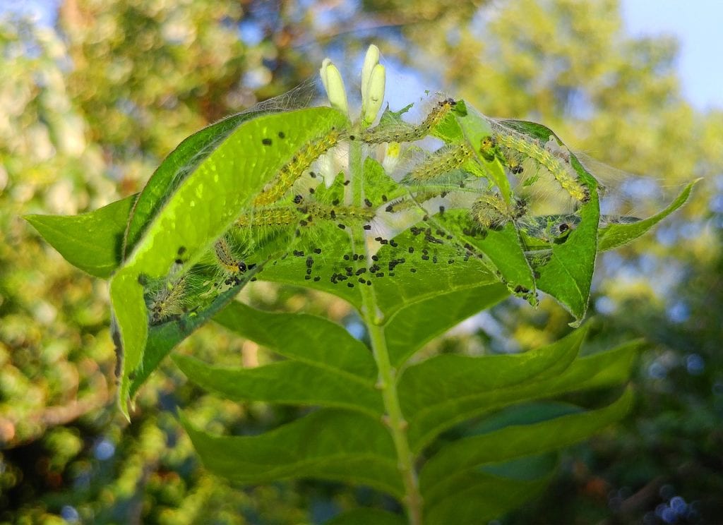 Fall webworms in a tree.